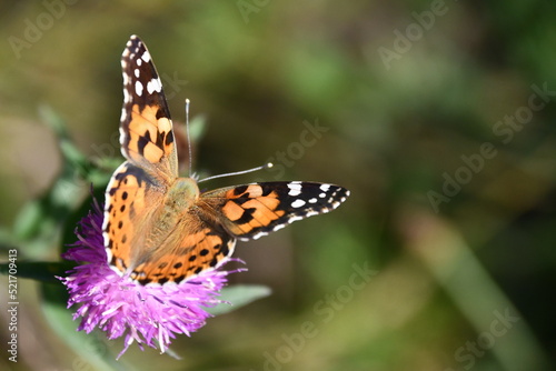 butterfly on flower, Kilkenny, Ireland