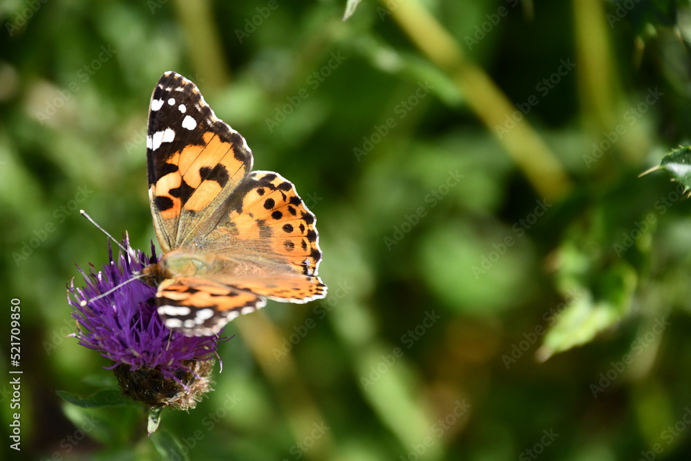 butterfly on flower, Kilkenny, Ireland butterfly on flower, Kilkenny, Ireland