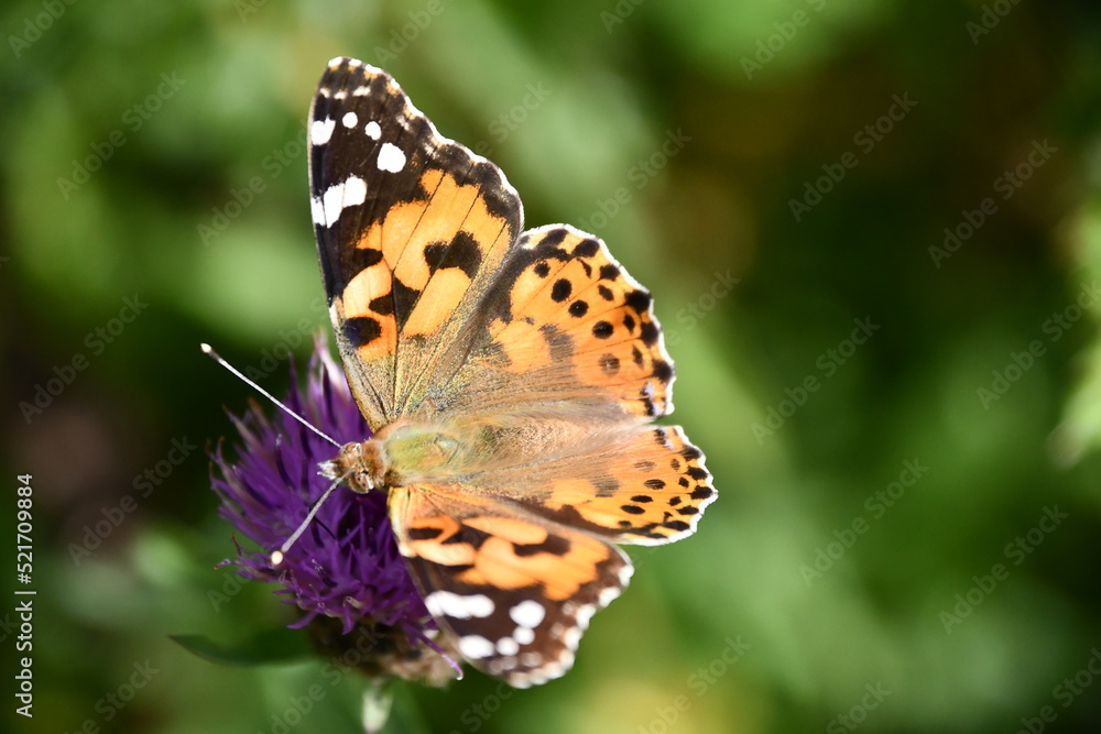 butterfly on flower, Kilkenny, Ireland butterfly on flower, Kilkenny, Ireland