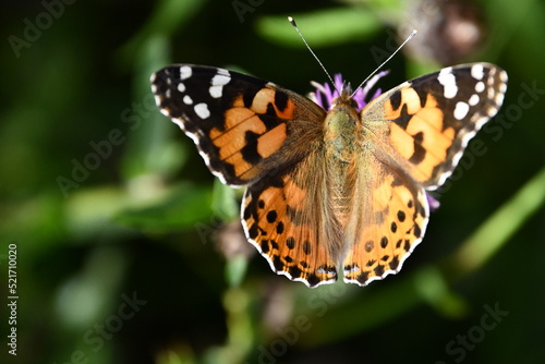 butterfly on flower, Kilkenny, Ireland © Audrius