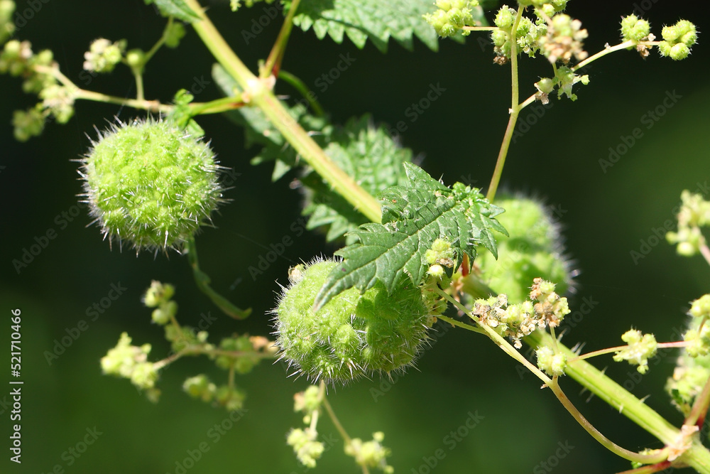 Flowering plant of Urtica pilulifera, Roman nettle, family Urticaceae. Wildflowers in nature. Macro Flowering plant of Urtica pilulifera, Roman nettle, family Urticaceae. Wildflowers in nature. Macro