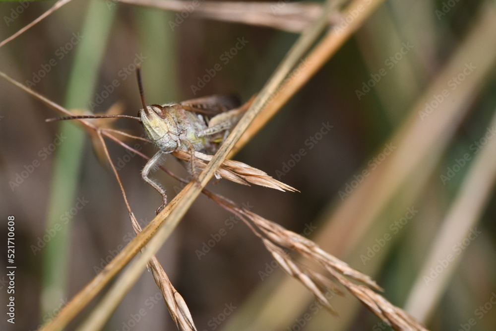 close up of a grasshopper, Kilkenny, Ireland close up of a grasshopper, Kilkenny, Ireland