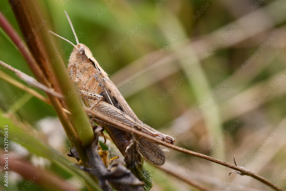 close up of a grasshopper, Kilkenny, Ireland close up of a grasshopper, Kilkenny, Ireland