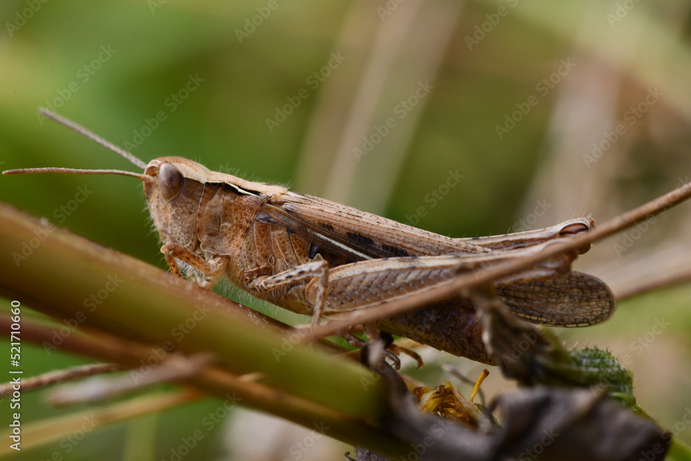 close up of a grasshopper, Kilkenny, Ireland close up of a grasshopper, Kilkenny, Ireland