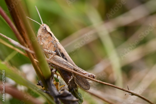 close up of a grasshopper, Kilkenny, Ireland © Audrius