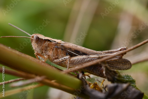 close up of a grasshopper, Kilkenny, Ireland © Audrius