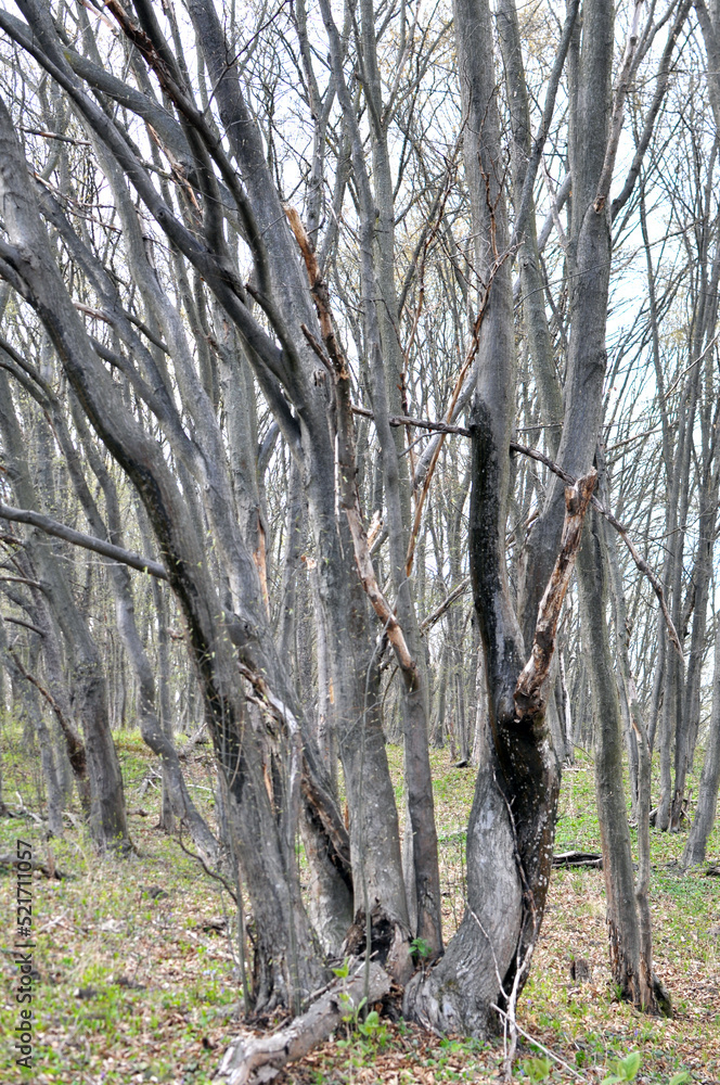 Fototapeta premium Hornbeam trees growing in the forest