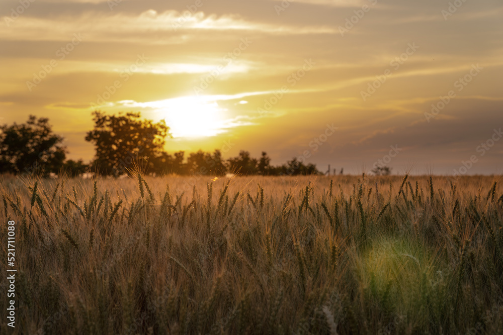ears of wheat in the rays of the sunset. Ukraine.