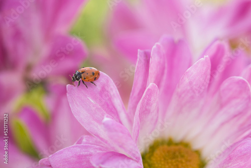 A red ladybug rests on the petal of bright pink flowers in summertime 