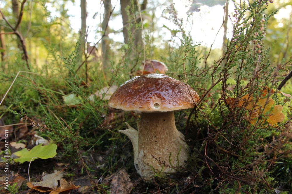 a beautiful big brown cep between green moss and plants in the forest closeup