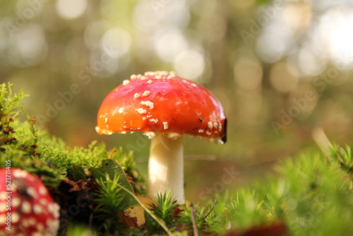 a beautiful mushroom with a red cap in green moss and a bright bokeh in the background in the forest in autumn