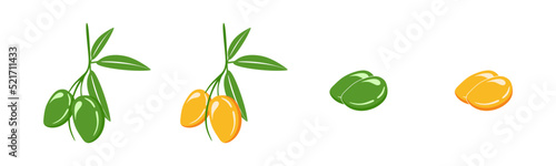 Yellow Mango on the tree. Green  Leaves and branches vector isolated on white background. Green Mango and branch.