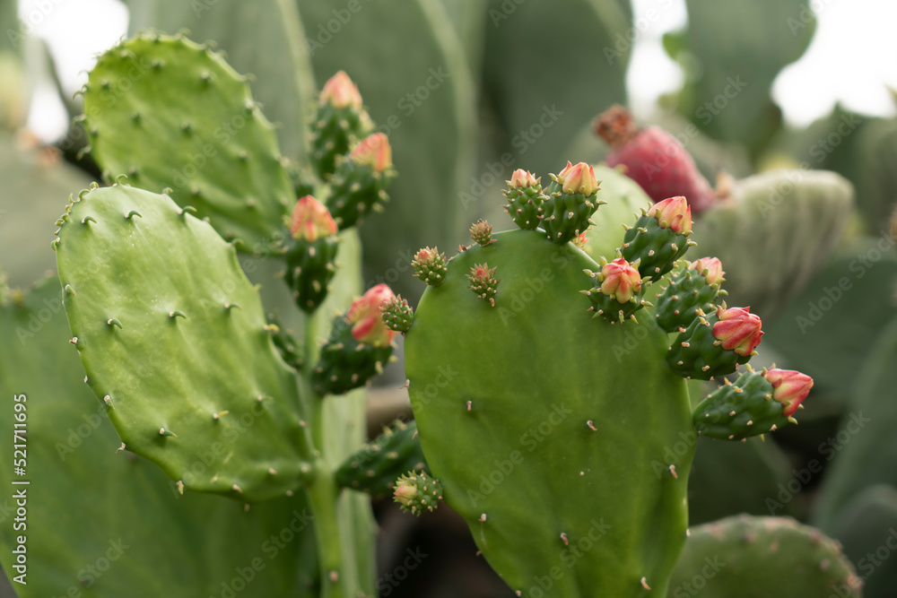 Nopal, Opuntia cacti, prickly pear Nopal, Opuntia cacti, prickly pear