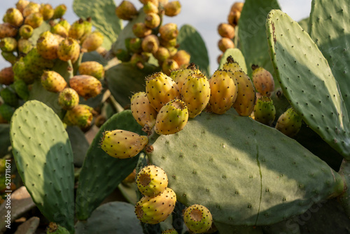 Organic Opuntia ficus-indica with ripe fruit ready to eat