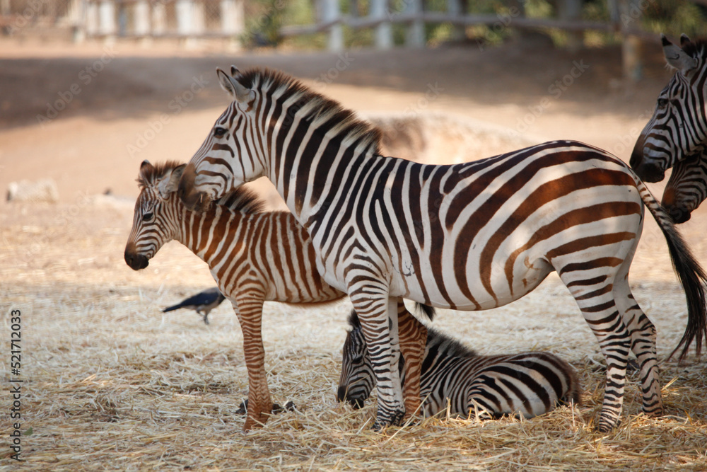 zebra in the zoo