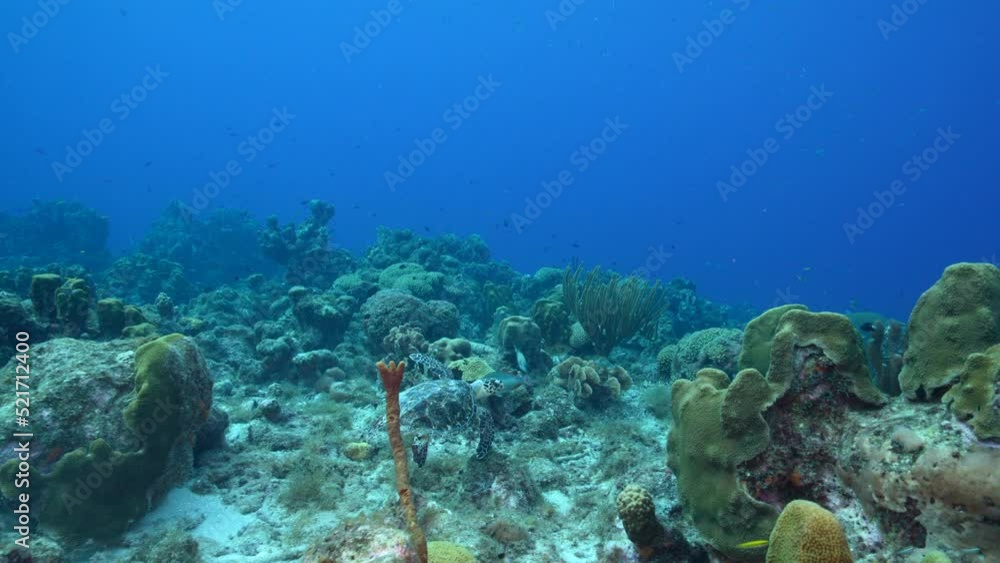 Seascape with Hawksbill Sea Turtle in the coral reef of the Caribbean Sea, Curacao Seascape with Hawksbill Sea Turtle in the coral reef of the Caribbean Sea, Curacao