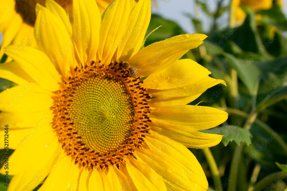 blooming sunflowers against the sky blooming sunflowers against the sky