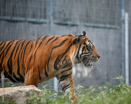 Photography tiger in the zoo