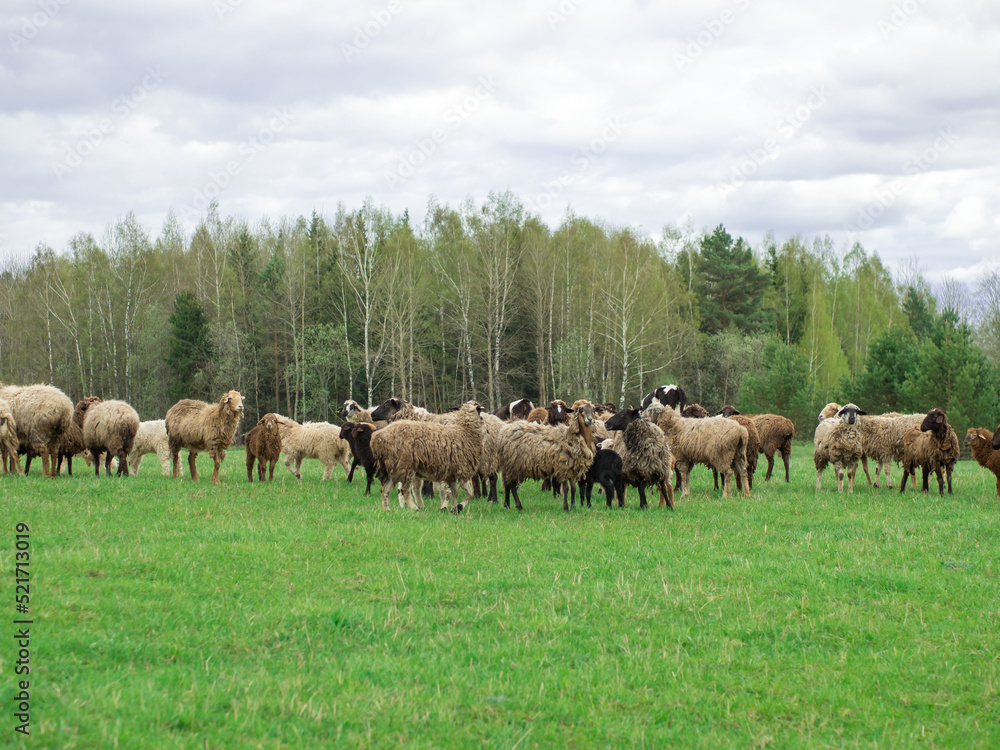 A group of black and white sheep graze on a green meadow, livestock and farming concept A group of black and white sheep graze on a green meadow, livestock and farming concept