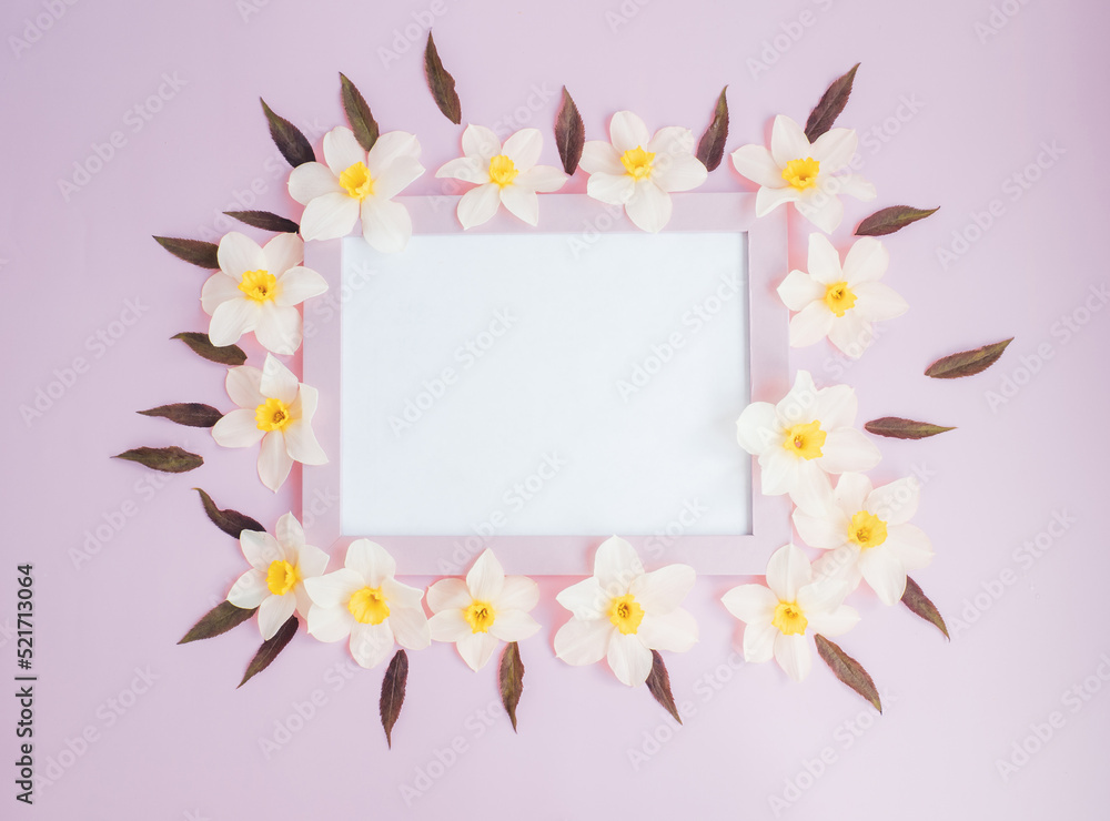 white flowers daffodils lie on a pink background around a pink blank frame. copy space white flowers daffodils lie on a pink background around a pink blank frame. copy space