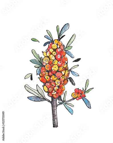 Watercolor botanical illustration of sea buckthorn