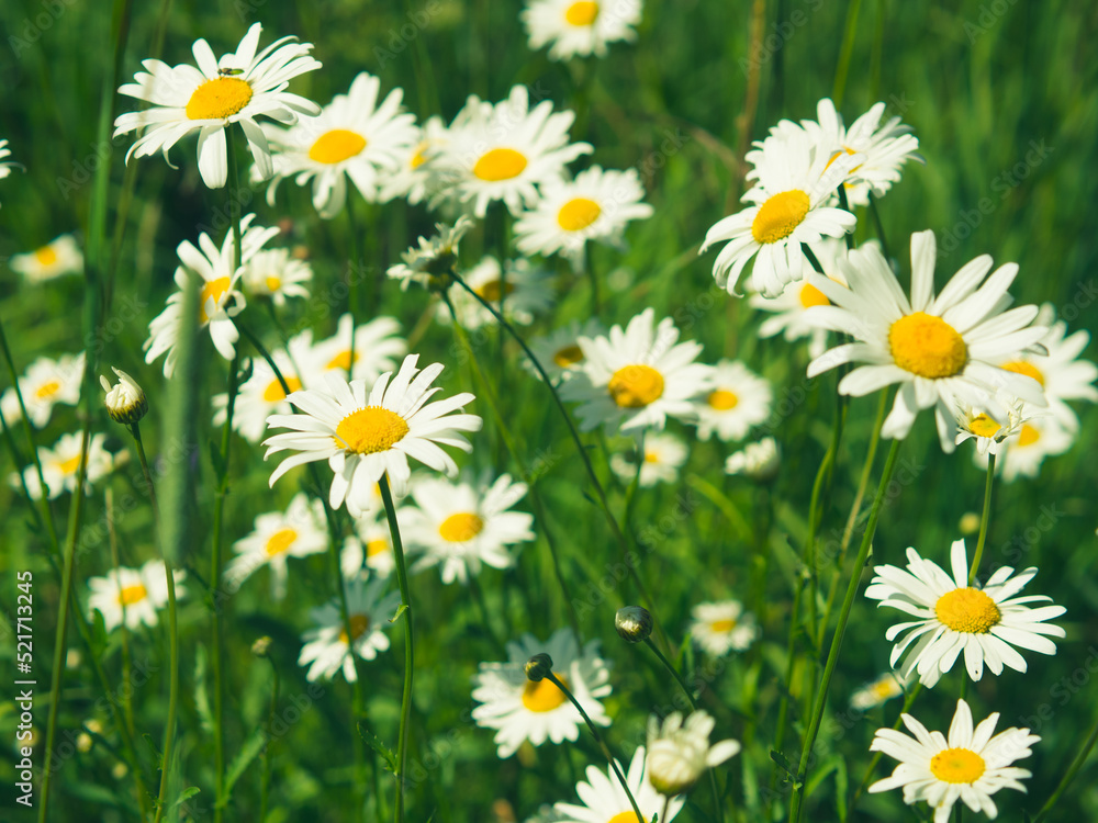 Fototapeta premium White bright chamomile flowers against the background of a summer landscape. Wildflowers outdoors closeup