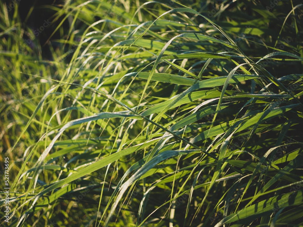 Obraz premium sedge in the morning light with dew drops