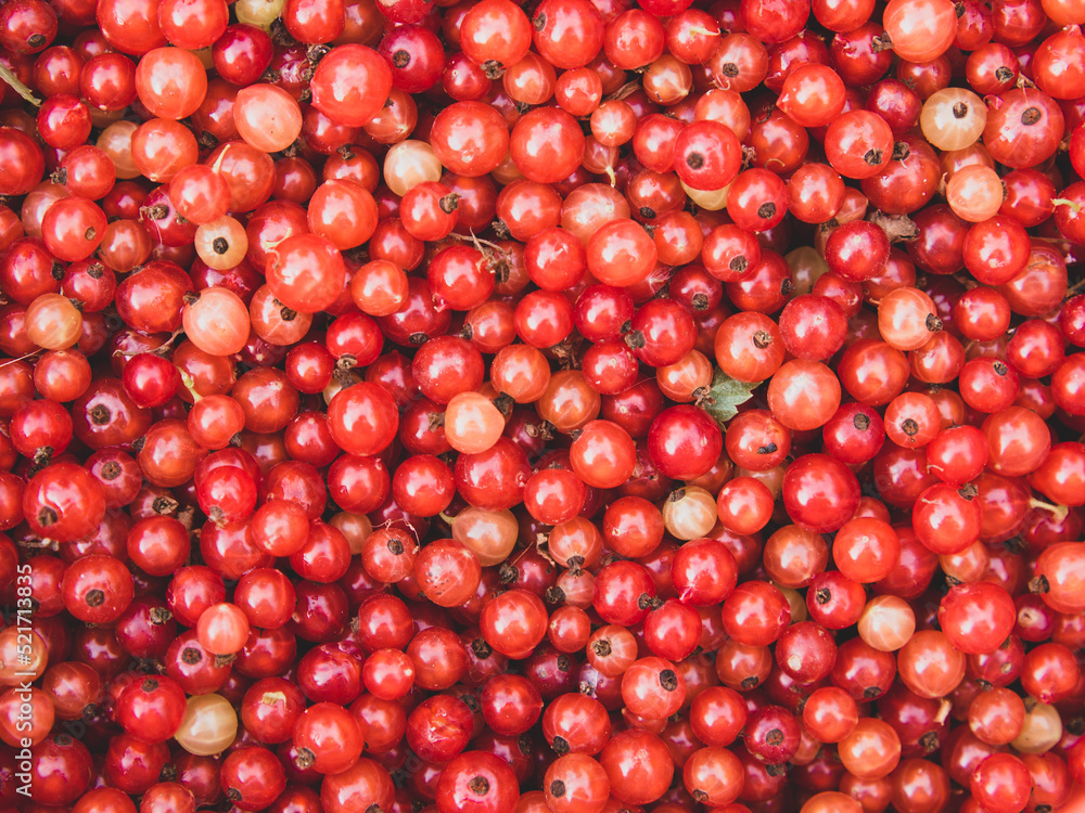 fresh berry red currant for background and text fresh berry red currant for background and text