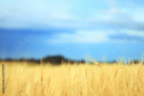 grain harvest background crisis farming