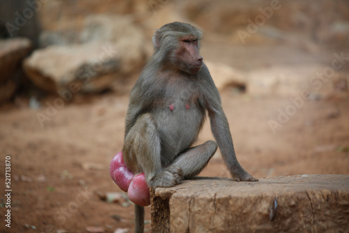 baboon sitting on a rock