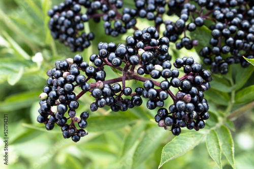 Elderberry bush on a branch, ripe elderberry growing in nature, elderberry cultivation on a plantation.