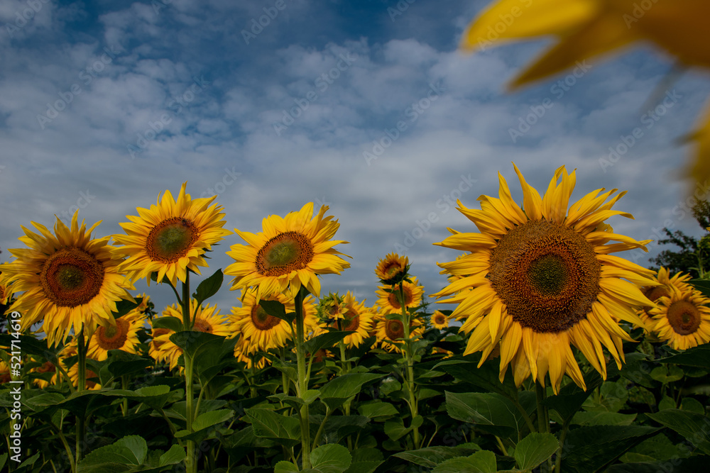 Closeup sunflowers, with amazing blue sky in the background Closeup sunflowers, with amazing blue sky in the background