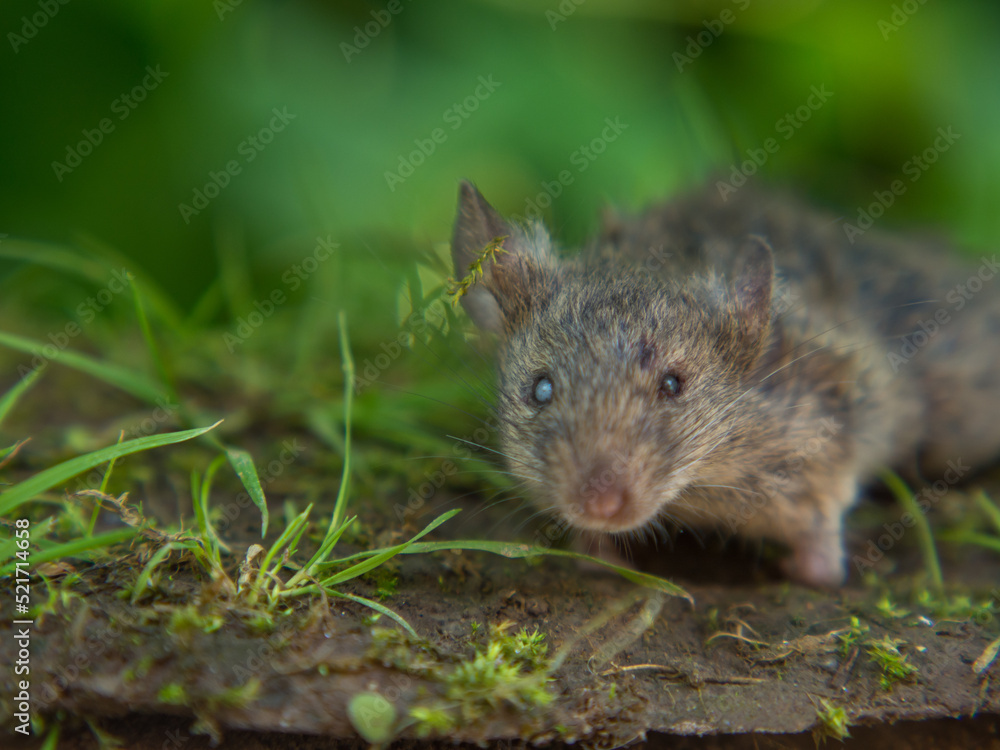field mouse, scary mouse with scary eyes on a natural background field mouse, scary mouse with scary eyes on a natural background