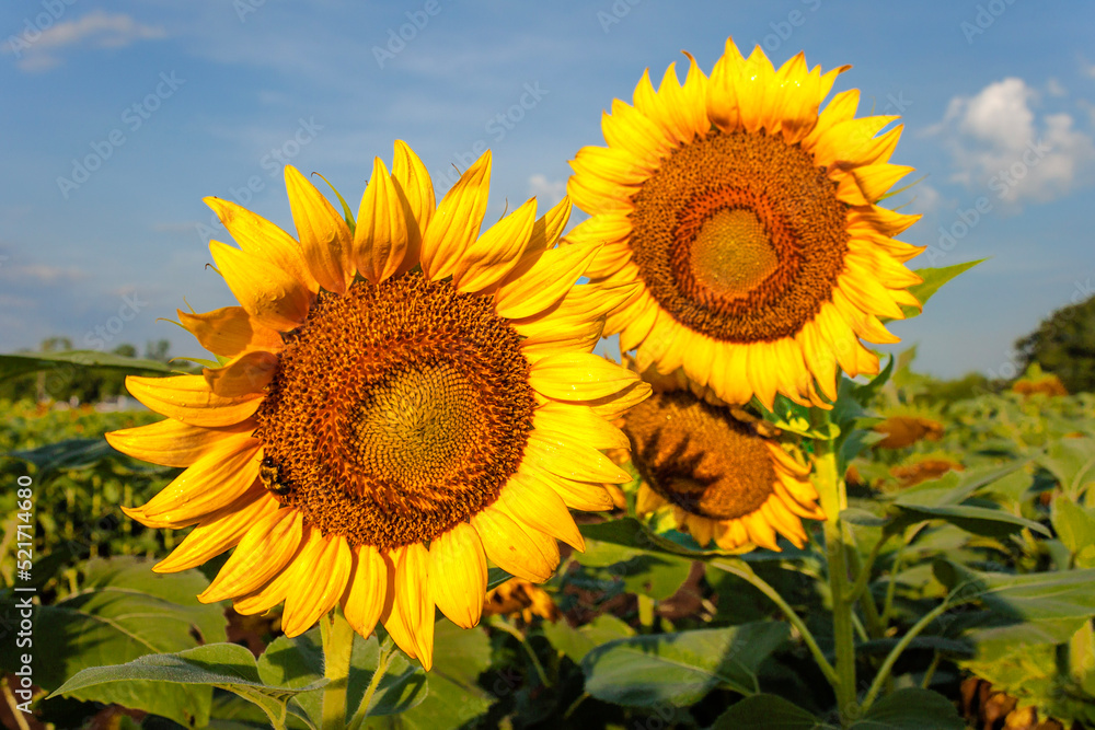 sunflower in the field sunflower in the field