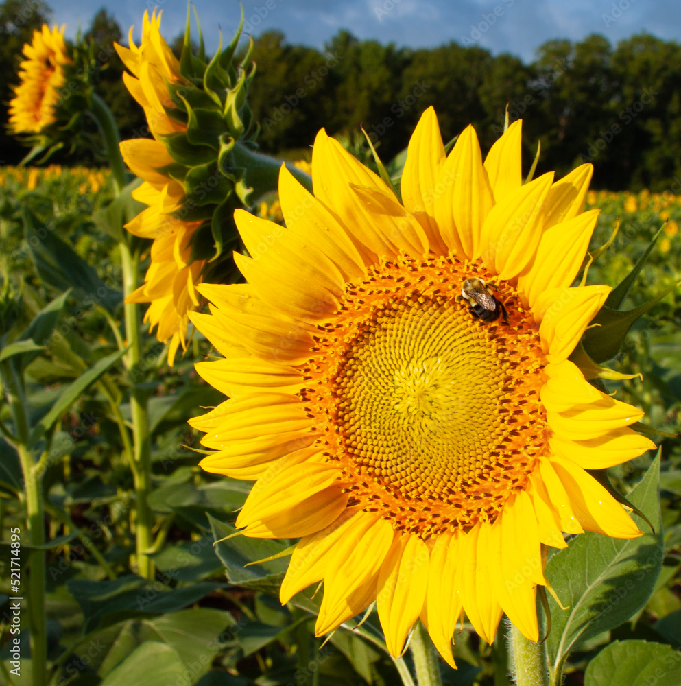 Obraz premium sunflowers in the field