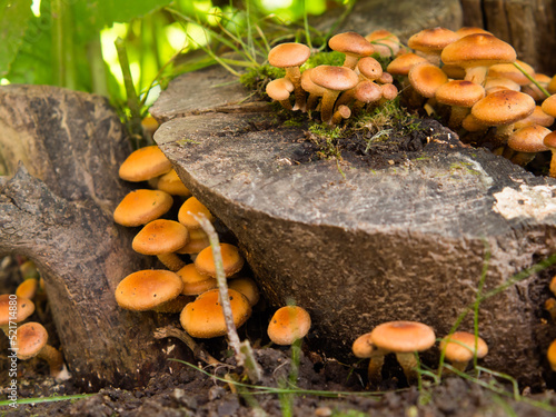 Cuadro en lienzo Armillaria mellea, honey agarics on a rotten stump in the forest