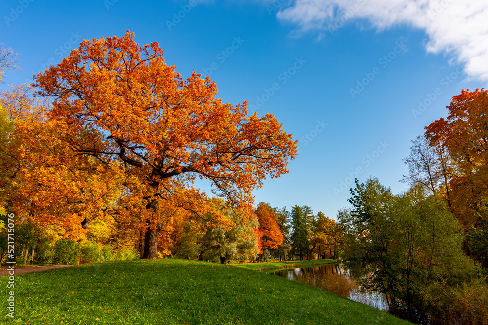 Oak tree in Alexander park in autumn, Pushkin (Tsarskoe Selo), Saint Petersburg, Russia