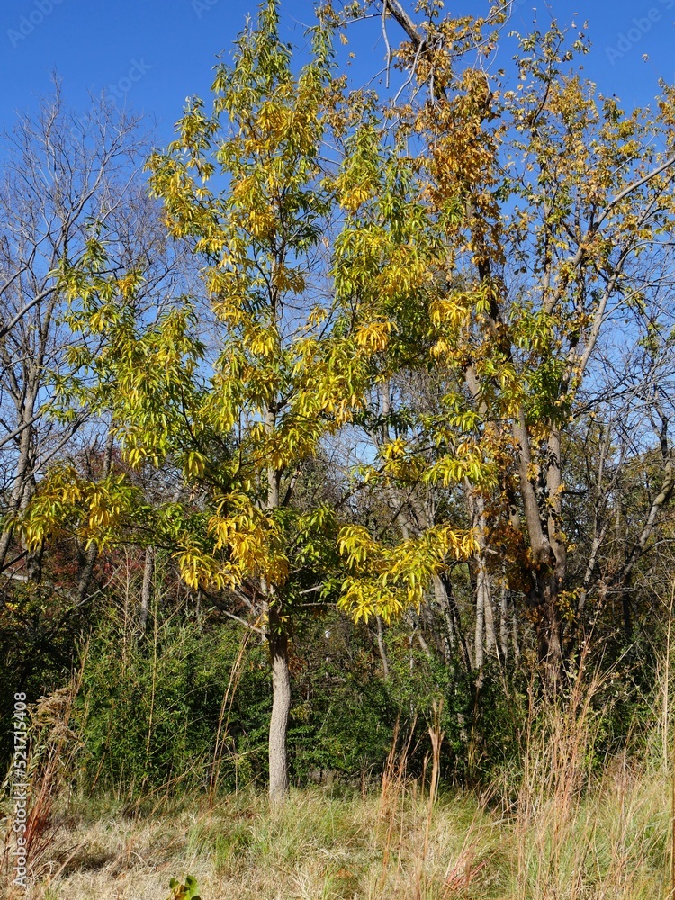 Bright yellow and orange leaves of trees in autumn