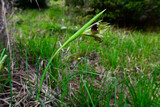 Duftender Wolfsschwertel // Snake's-head iris (Hermodactylus tuberosus -  Iris tuberosa) - Kato Olymp, Griechenland