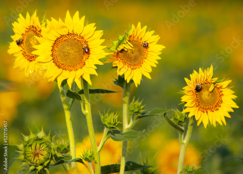 field of sunflowers