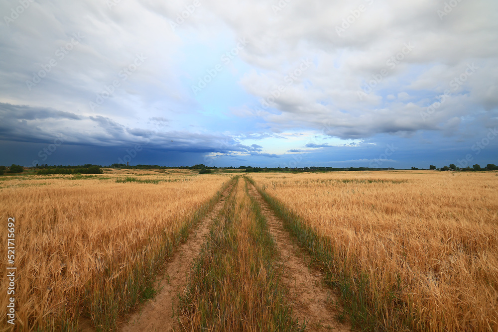 Obraz premium summer road in the field landscape nature meadow