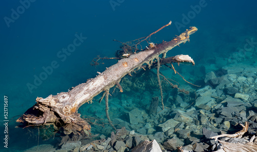 a fallen pine tree trunk floating in clear blue reservoir waters © Martin