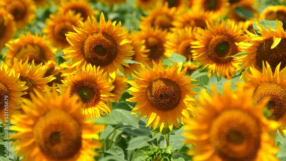 Beautiful sunflower flower on the background of a yellow field. Production of sunflower oil. Agricultural industry and farms. Beautiful sunflower flower on the background of a yellow field. Production of sunflower oil. Agricultural industry and farms.