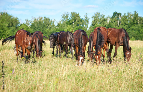 A herd of horses grazes in a pasture on a sunny day. Young horses of different colors eat grass in the meadow