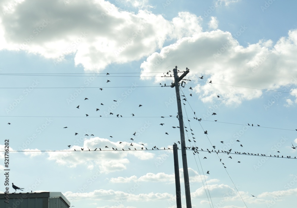 Power post and power lines with flocks of birds perched on it Power post and power lines with flocks of birds perched on it