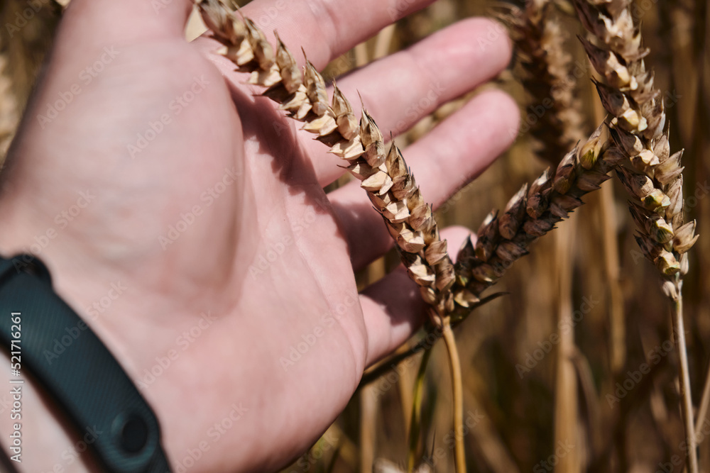 A man holds golden ears of wheat against the background of a ripening field Farmer's hands close-up A man holds golden ears of wheat against the background of a ripening field Farmer's hands close-up