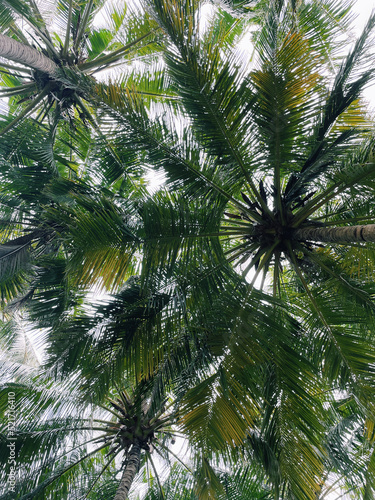 Palms and green leafs on a tropical island