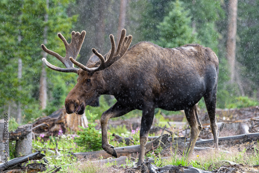 Bull Moose in a rain storm in the Colorado Rocky Mountains Bull Moose in a rain storm in the Colorado Rocky Mountains