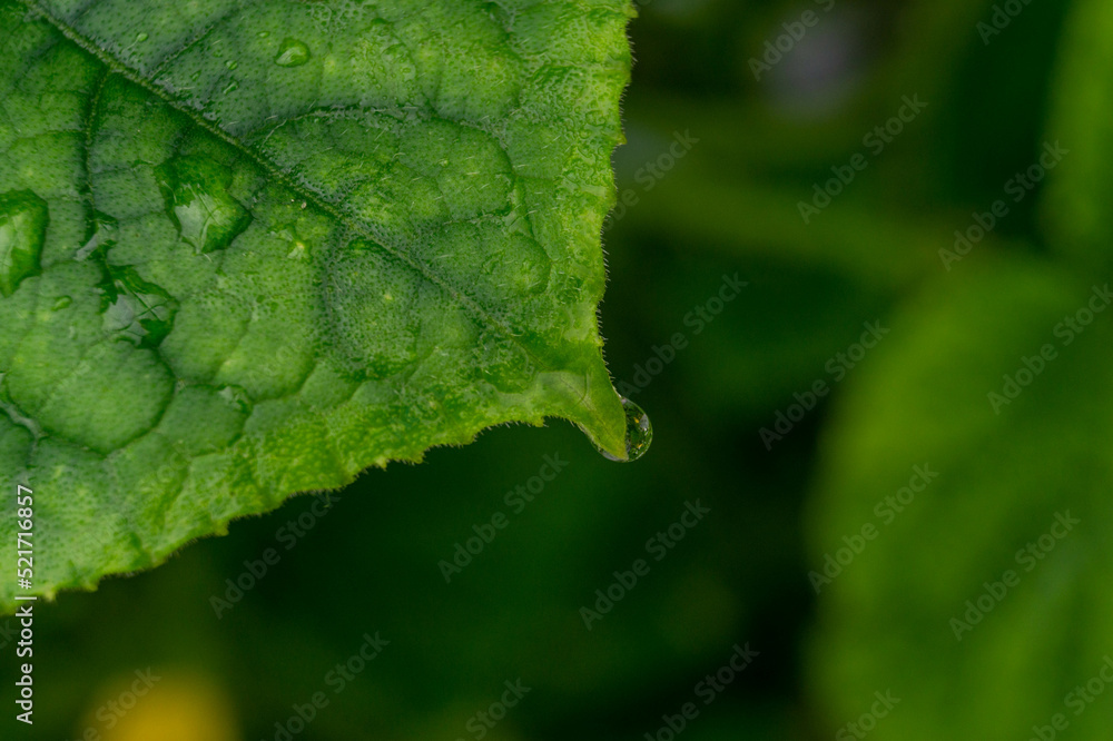 green leaf with water drops green leaf with water drops