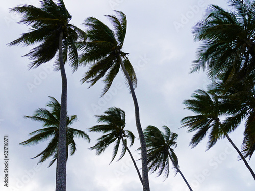 Upward shot of tall coconut trees on a windy day